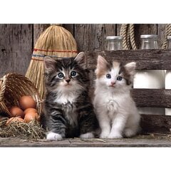 Пазл Clementoni High Quality Lovely Kittens 1000 деталей. цена и информация | Пазлы | hansapost.ee
