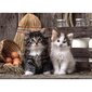 Pusle Clementoni High Quality Lovely Kittens, 1000-osaline цена и информация | Pusled lastele ja täiskasvanutele | hansapost.ee