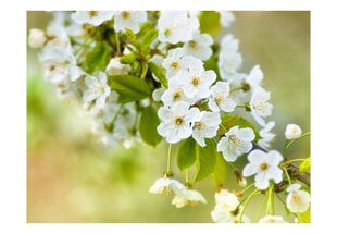 Fototapeet - Beautiful delicate cherry blossoms hind ja info | Fototapeedid | hansapost.ee
