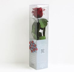 Dekoratiivne roos Amorosa Mini Burgundy цена и информация | Спящие стабилизированные розы, растения | hansapost.ee