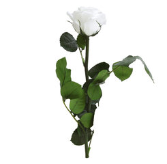 Stabiliseeritud mini roos Amorosa valge цена и информация | Спящие стабилизированные розы, растения | hansapost.ee