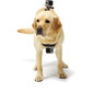 GoPro Fetch ADOGM-001 hind ja info | Lisatarvikud videokaameratele | hansapost.ee