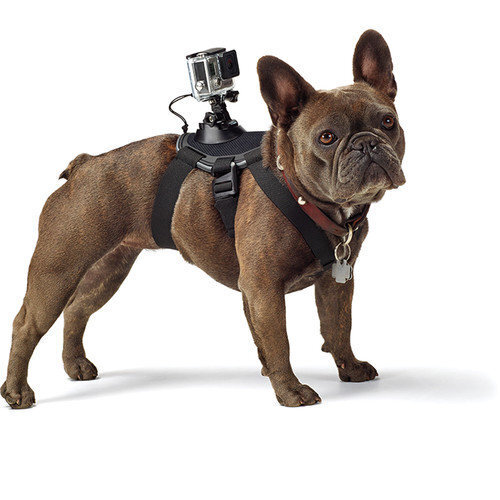 GoPro Fetch ADOGM-001 hind ja info | Lisatarvikud videokaameratele | hansapost.ee