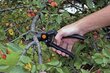 Oksakäärid Fiskars PRO P90 цена и информация | Aiatööriistad | hansapost.ee