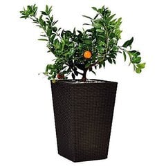 Keter vazonas Rattan Planter, L, 73 cm price and information | Lillepotid | hansapost.ee