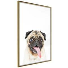 Плакат Funny Pug цена и информация | Картины, живопись | hansapost.ee
