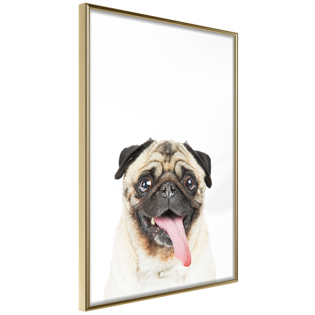 Poster - Funny Pug hind ja info | Seinapildid | hansapost.ee