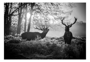 Фотообои - Deers in the Morning цена и информация | Фотообои | hansapost.ee