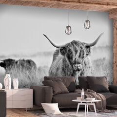 Фотообои - Highland Cattle цена и информация | Фотообои | hansapost.ee