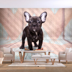 Fototapetas - French Bulldog, 150x105 hind ja info | Fototapeedid | hansapost.ee