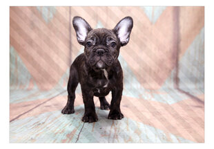 Fototapetas - French Bulldog, 400x280 hind ja info | Fototapeedid | hansapost.ee