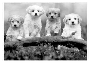 Fototapetas - Four Puppies, 150x105 hind ja info | Fototapeedid | hansapost.ee