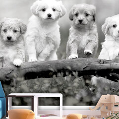 Fototapetas - Four Puppies, 400x280 hind ja info | Fototapeedid | hansapost.ee