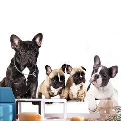 Fototapetas - French Dogs, 250x175 hind ja info | Fototapeedid | hansapost.ee