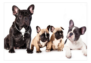 Fototapetas - French Dogs, 400x280 hind ja info | Fototapeedid | hansapost.ee