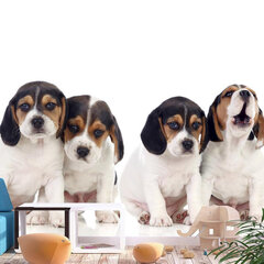 Fototapetas - Sad Puppies, 200x140 hind ja info | Fototapeedid | hansapost.ee