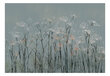 Fototapeet - Garlic Flowers, 98x70 hind ja info | Fototapeedid | hansapost.ee