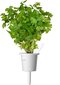 Click & Grow Plant Pod Steak Mix 9tk цена и информация | Nutipotid ja taimelambid | hansapost.ee