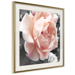 Poster - Delicate Rose hind ja info | Seinapildid | hansapost.ee