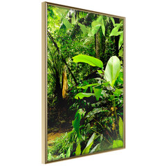 Poster - In the Rainforest hind ja info | Seinapildid | hansapost.ee