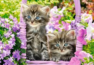 Pusle Puzzle Castorland Kitten in Summer Garden, 1000 tk цена и информация | Пазлы | hansapost.ee
