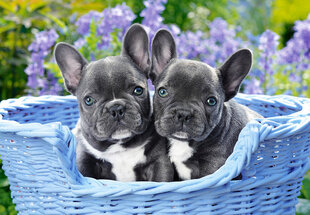 Pusle Castorland Puzzle French Bulldog Puppies, 1000-osaline hind ja info | Pusled lastele ja täiskasvanutele | hansapost.ee