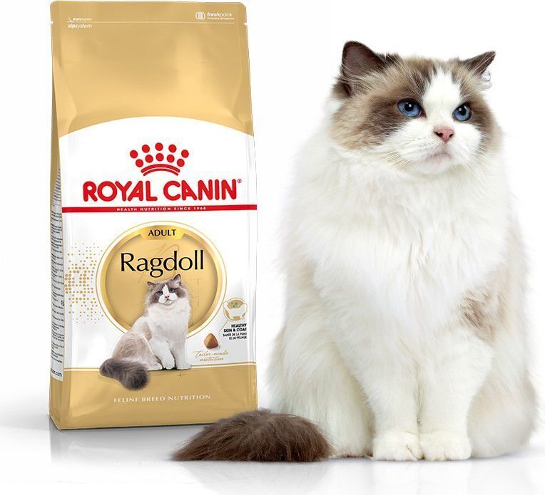Royal Canin tõukassidele Adult, 0,4 kg цена и информация | Kassi kuivtoit ja kassikrõbinad | hansapost.ee
