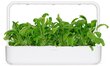 Click & Grow Smart Garden refill Mibuuna 3tk цена и информация | Nutipotid ja taimelambid | hansapost.ee