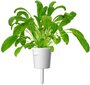 Click & Grow Smart Garden refill Mibuuna 3tk цена и информация | Nutipotid ja taimelambid | hansapost.ee
