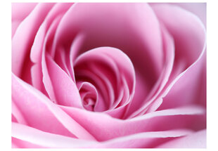 Fototapeet - Pink rose hind ja info | Fototapeedid | hansapost.ee