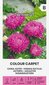 Hiina aster Colour carpet hind ja info | Lilleseemned | hansapost.ee