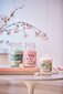 Lõhnaküünal kirsiõitega Yankee Candle Cherry Blossom 623 g hind ja info | Küünlad, küünlajalad | hansapost.ee