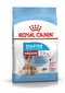 ROYAL CANIN emased ja nende kutsikad Medium starter, 4 kg hind ja info | Koerte kuivtoit ja krõbinad | hansapost.ee