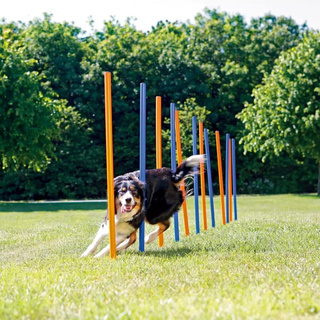 Slaalomi trenažöör Trixie Agility hind ja info | Koerte dresseerimiseks | hansapost.ee