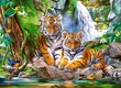 Pusle Castorland Tiger Falls, 300-osaline цена и информация | Pusled lastele ja täiskasvanutele | hansapost.ee