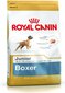 Kuivtoit Royal Canin noortele bokseritele Boxer Junior 12 kg цена и информация | Koerte kuivtoit ja krõbinad | hansapost.ee