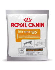 Royal Canin перекус для взрослых активных собак Energy, 50 г цена и информация | Лакомства для собак | hansapost.ee