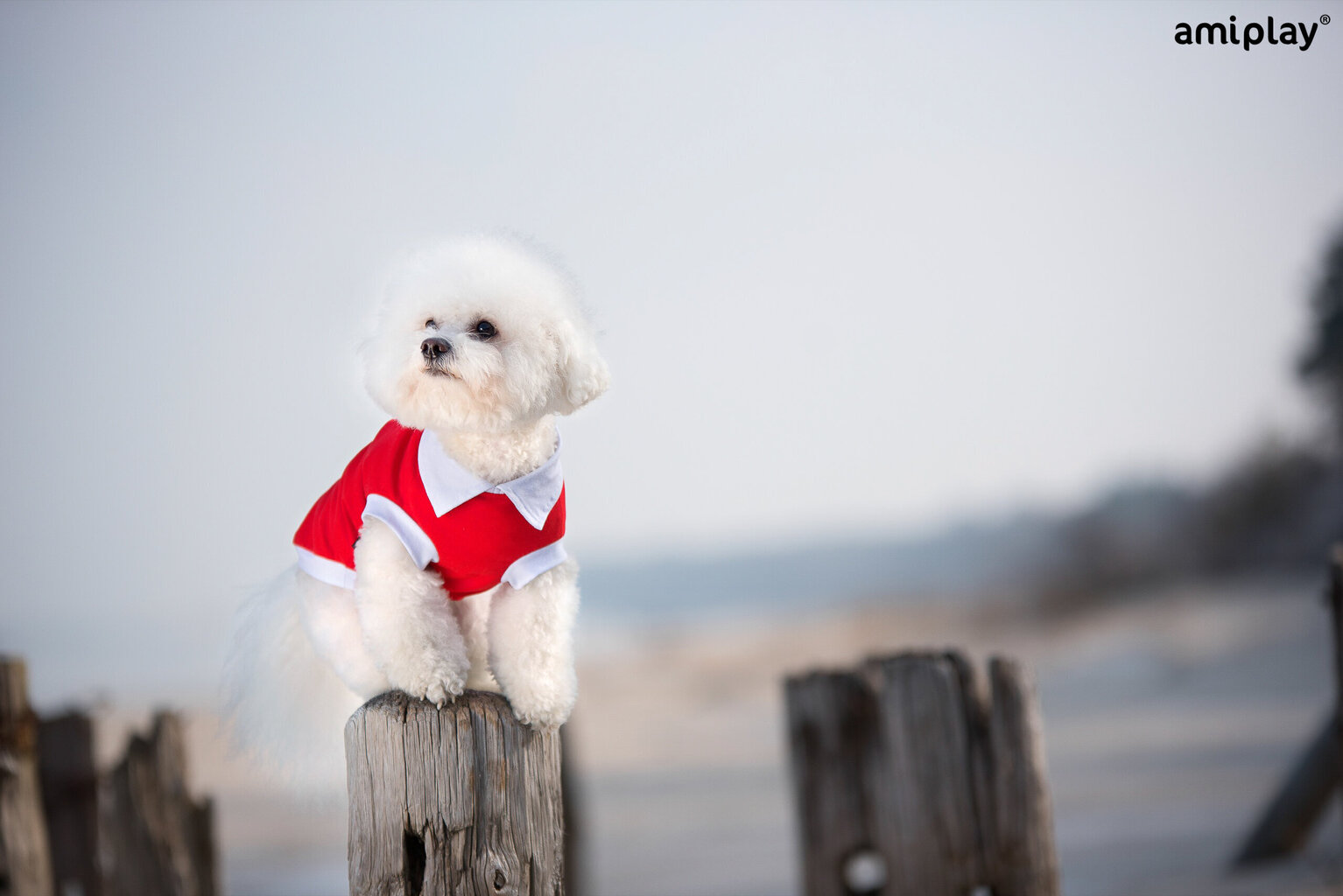 Koerte T-särk Amiplay Polo Oxford Chihuahua, XS, punane цена и информация | Koerte riided | hansapost.ee