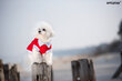 Koerte T-säek Amiplay Polo Oxford Chihuahua, XS, hall hind ja info | Koerte riided | hansapost.ee