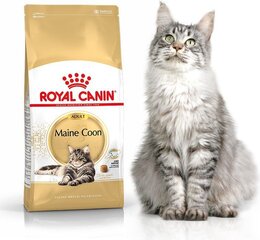 Royal Canin для породы кошек Мейн Кун, 4 кг цена и информация | Сухой корм для кошек | hansapost.ee