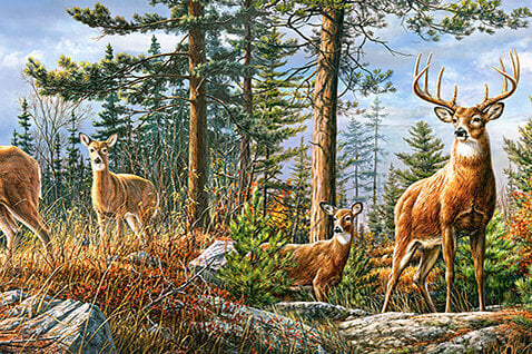 Pusle Castorland Puzzle Royal Deer Family, 4000-osaline цена и информация | Pusled lastele ja täiskasvanutele | hansapost.ee