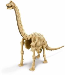 Скелет Брахиозавра KIDZ LABS 4M цена и информация | Развивающие игрушки для детей | hansapost.ee