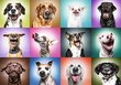 TREFL Prime pusle Naljakad koerad, 1000 osa цена и информация | Pusled lastele ja täiskasvanutele | hansapost.ee