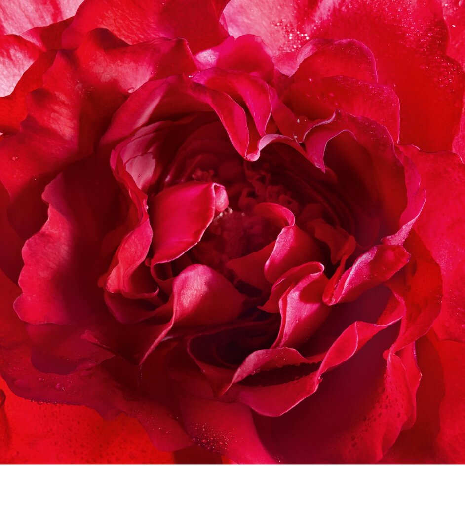 Guerlain Mon Guerlain Bloom of Rose EDP 30ml цена и информация | Parfüümid naistele | hansapost.ee