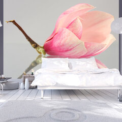 Фотообои - A lonely magnolia flower 400x309 см цена и информация | Фотообои | hansapost.ee