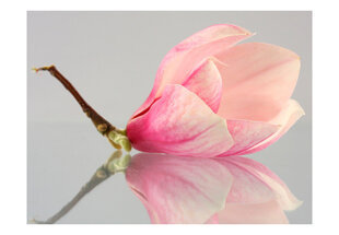 Фотообои - A lonely magnolia flower 400x309 см цена и информация | Фотообои | hansapost.ee