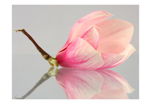 Fototapeet - A lonely magnolia flower 350x270 cm hind ja info | Fototapeedid | hansapost.ee