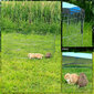 Lionto kaitseaed väikeloomadele, kõrgus 58 cm hind ja info | Koerte dresseerimiseks | hansapost.ee