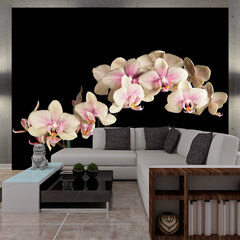 Fototapeet - Blooming orchid hind ja info | Fototapeedid | hansapost.ee