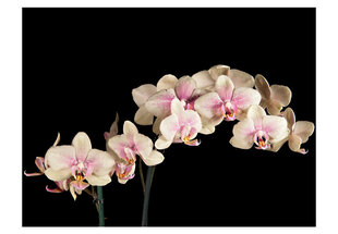 Fototapeet - Blooming orchid hind ja info | Fototapeedid | hansapost.ee